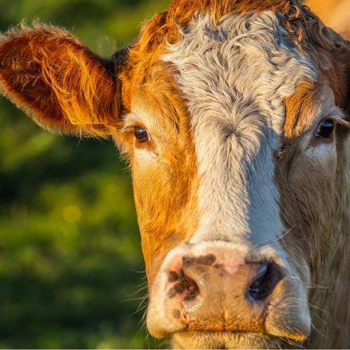 Büyükbaş Kurban Hissesi,Ücretsiz Kesim