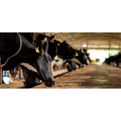 Hayvanların Bakımı